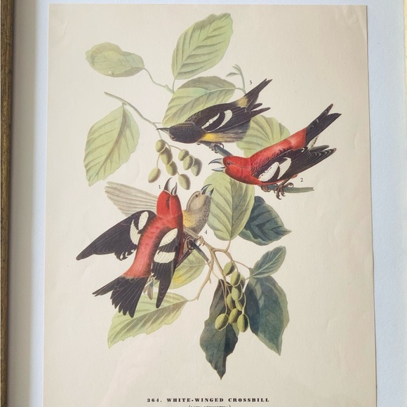 VTG John James Audubon botanical bird white winged crossbill print in Frame - Picture 2 of 2